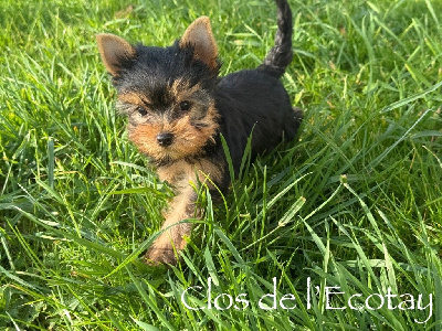 Les chiots de Yorkshire Terrier