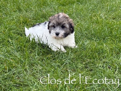 Les chiots de Coton de Tulear