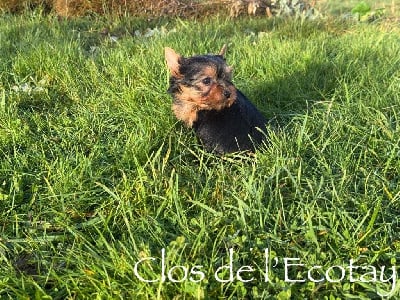 Les chiots de Yorkshire Terrier