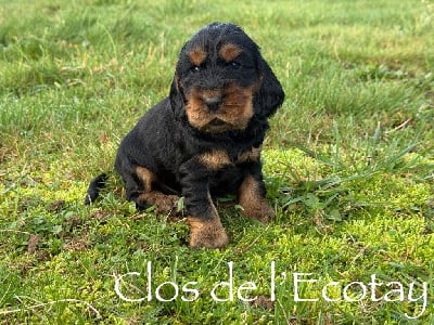 Les chiots de Cocker Spaniel Anglais