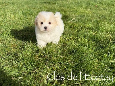Les chiots de Coton de Tulear
