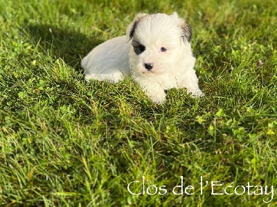 Les chiots de Coton de Tulear