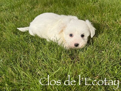Les chiots de Coton de Tulear
