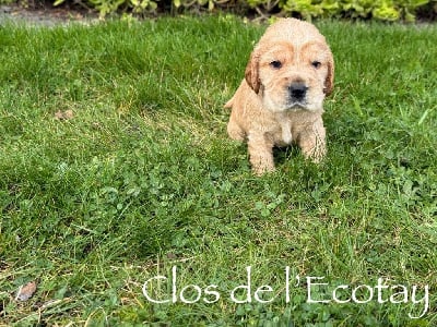 Les chiots de Cocker Spaniel Anglais