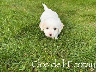 Les chiots de Coton de Tulear