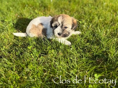 Les chiots de Coton de Tulear