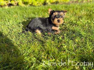 Les chiots de Yorkshire Terrier