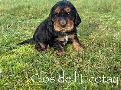 Les chiots de Cocker Spaniel Anglais