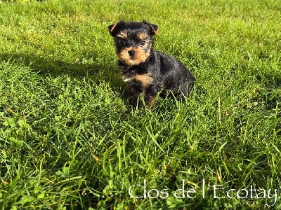Les chiots de Yorkshire Terrier