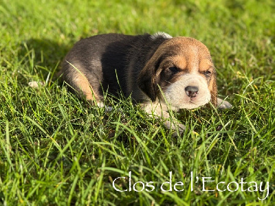 Les chiots de Beagle