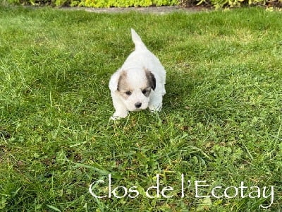 Les chiots de Coton de Tulear