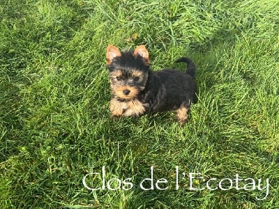 Les chiots de Yorkshire Terrier