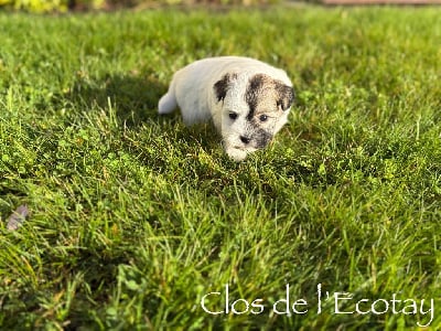 Les chiots de Coton de Tulear