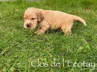 Les chiots de Cocker Spaniel Anglais