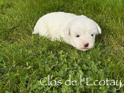 Les chiots de Coton de Tulear
