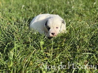 Les chiots de Coton de Tulear