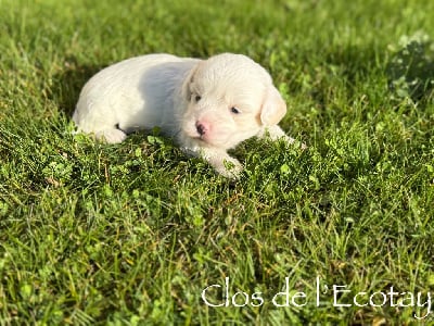 Les chiots de Coton de Tulear