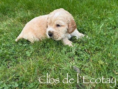 Les chiots de Cocker Spaniel Anglais