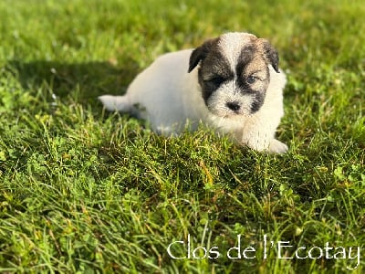 Les chiots de Coton de Tulear
