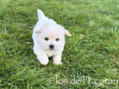 Les chiots de Coton de Tulear