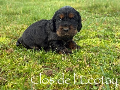 Les chiots de Cocker Spaniel Anglais
