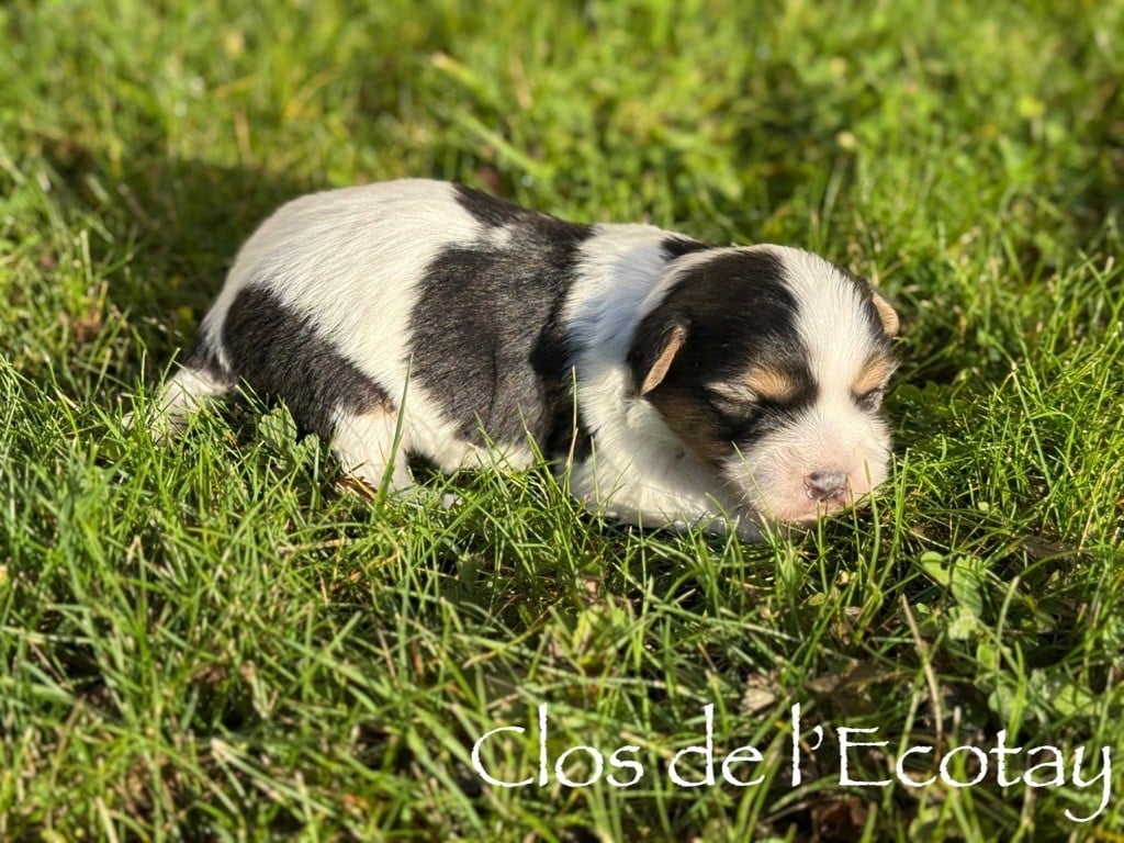 CHIOT 3 - Coton de Tulear