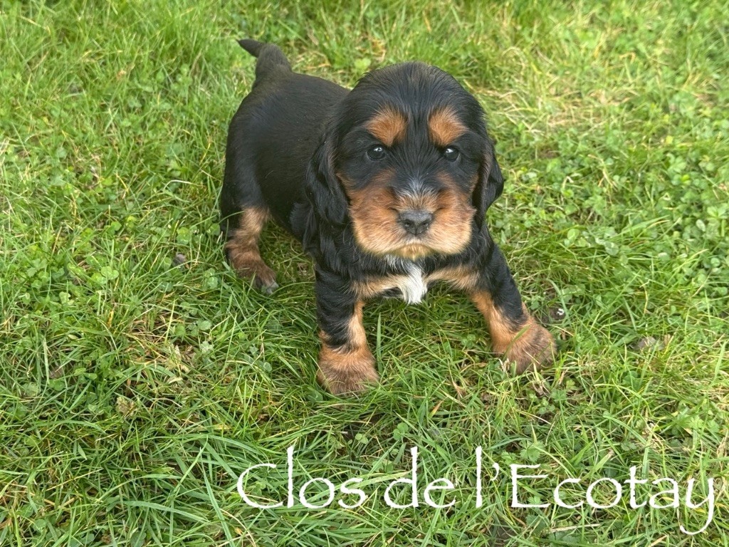 AVELLE pour Dominique