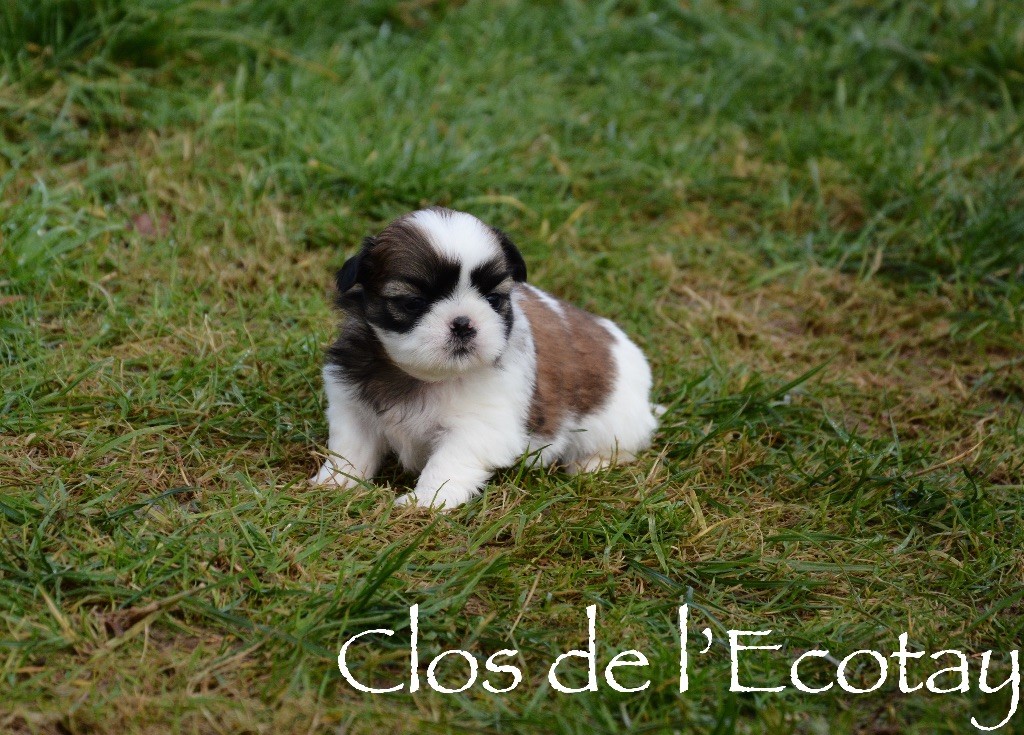 Chiot Shih Tzu, ROXIE pour Michèle, femelle disponible en