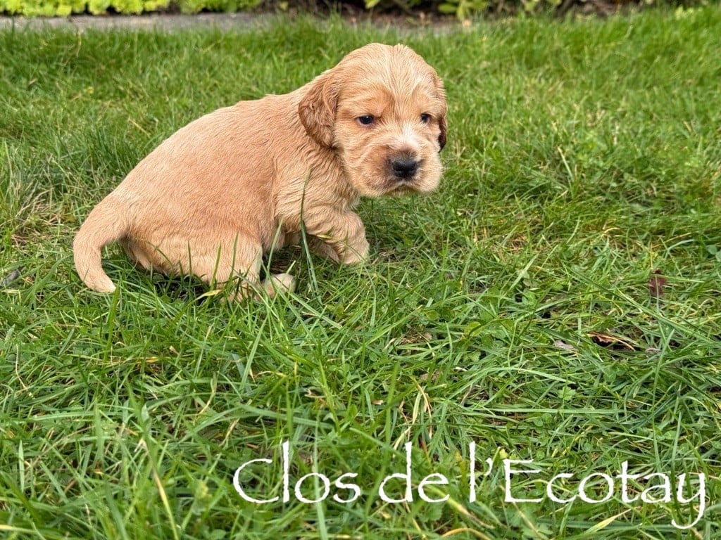 CHIOT 1