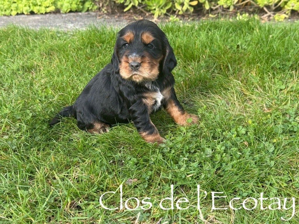 AVELLE pour Dominique