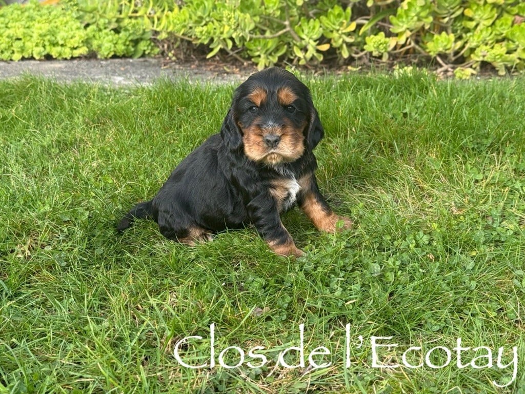 AVELLE pour Dominique