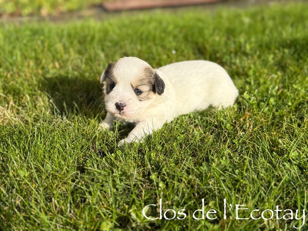 CHIOT 2