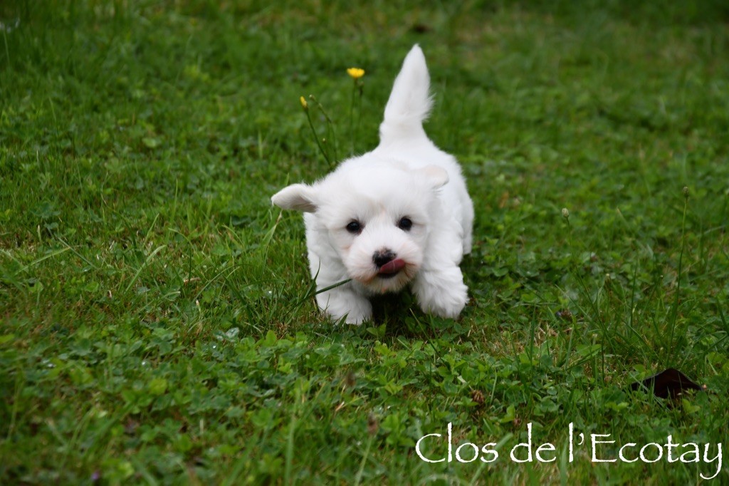 Chiot Coton de Tulear - CHIOT 2 Du Clos De L'Ecotay