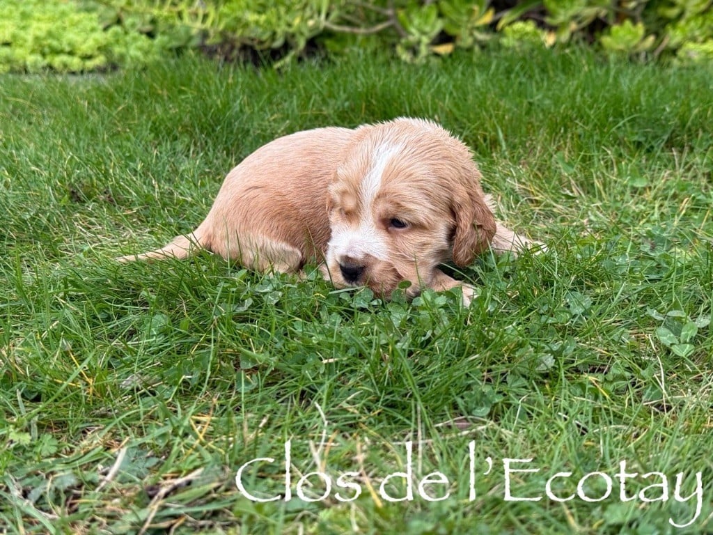 BRIDGET pour Maëlle et Jordan