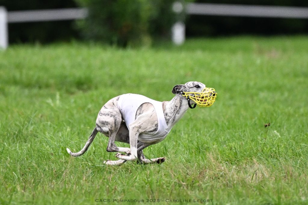 CH. Impul's Garden U can call me princess