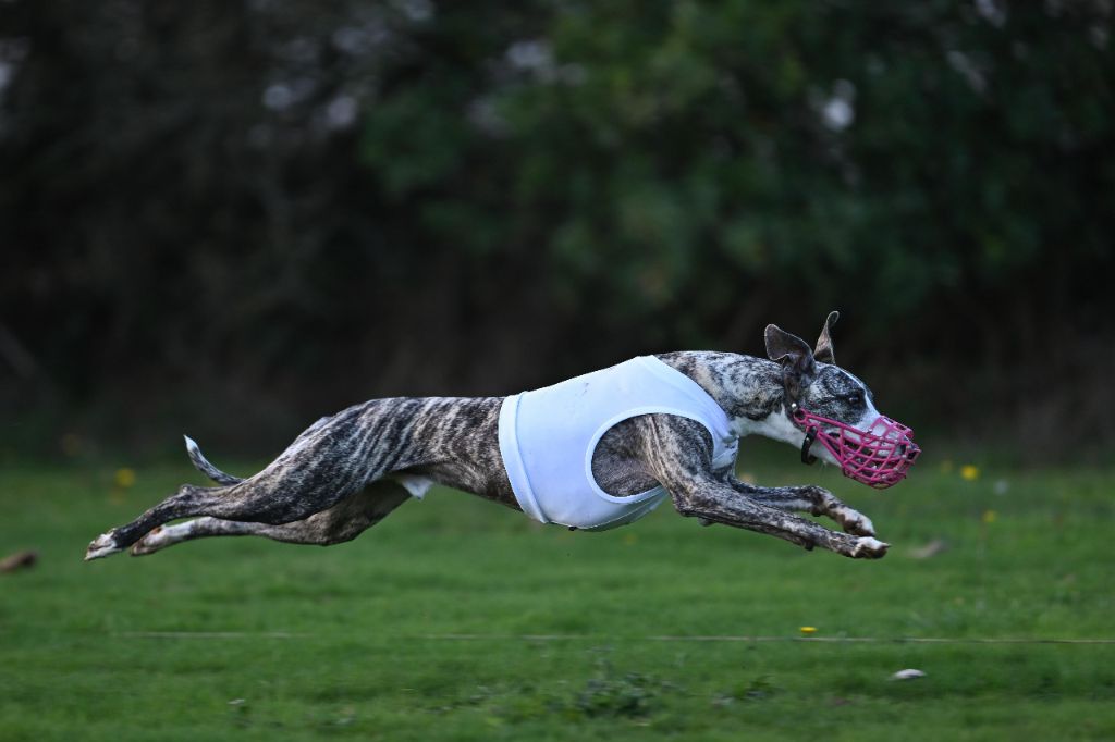 Impul's Garden Veritable coup d'coeur