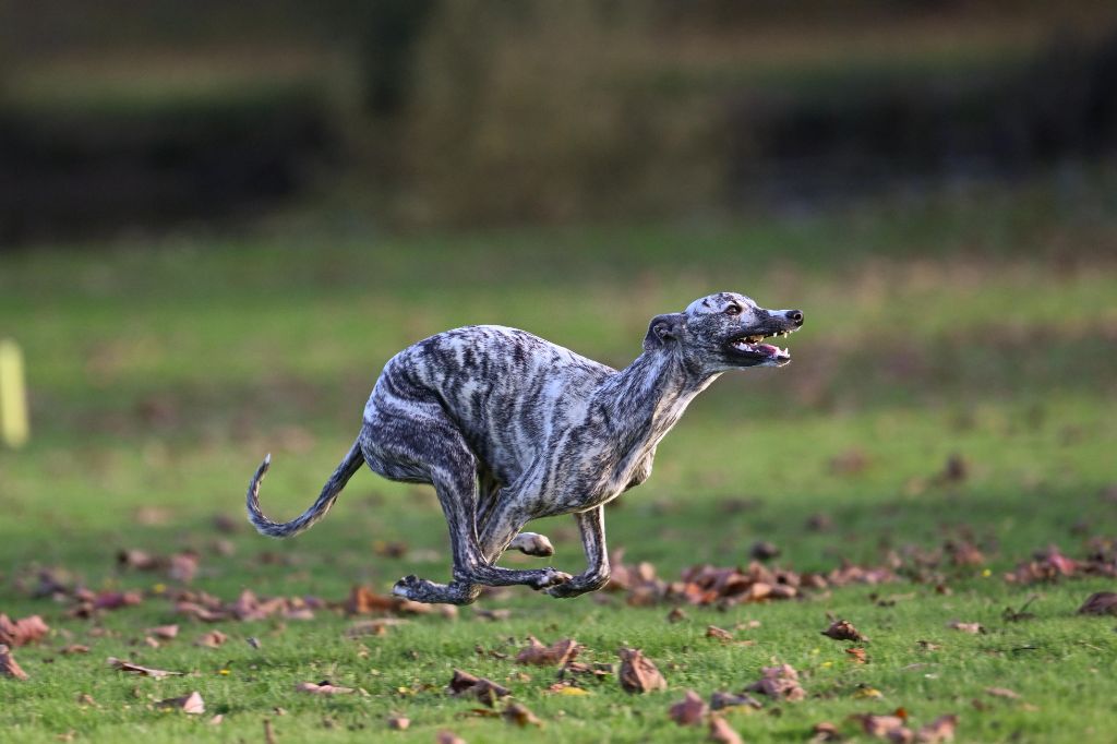 Impul's Garden Another special princess