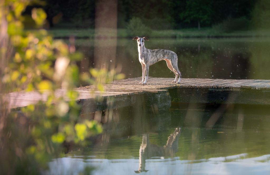 CH. Impul's Garden U can call me princess