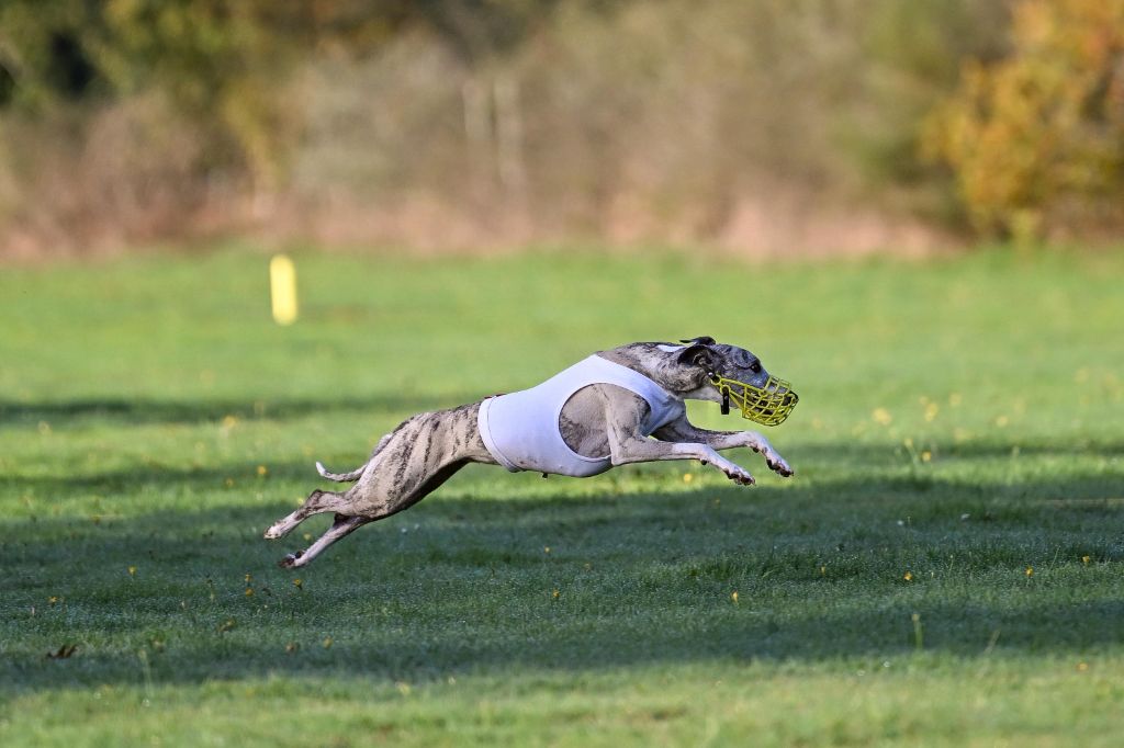 CH. Impul's Garden U can call me princess