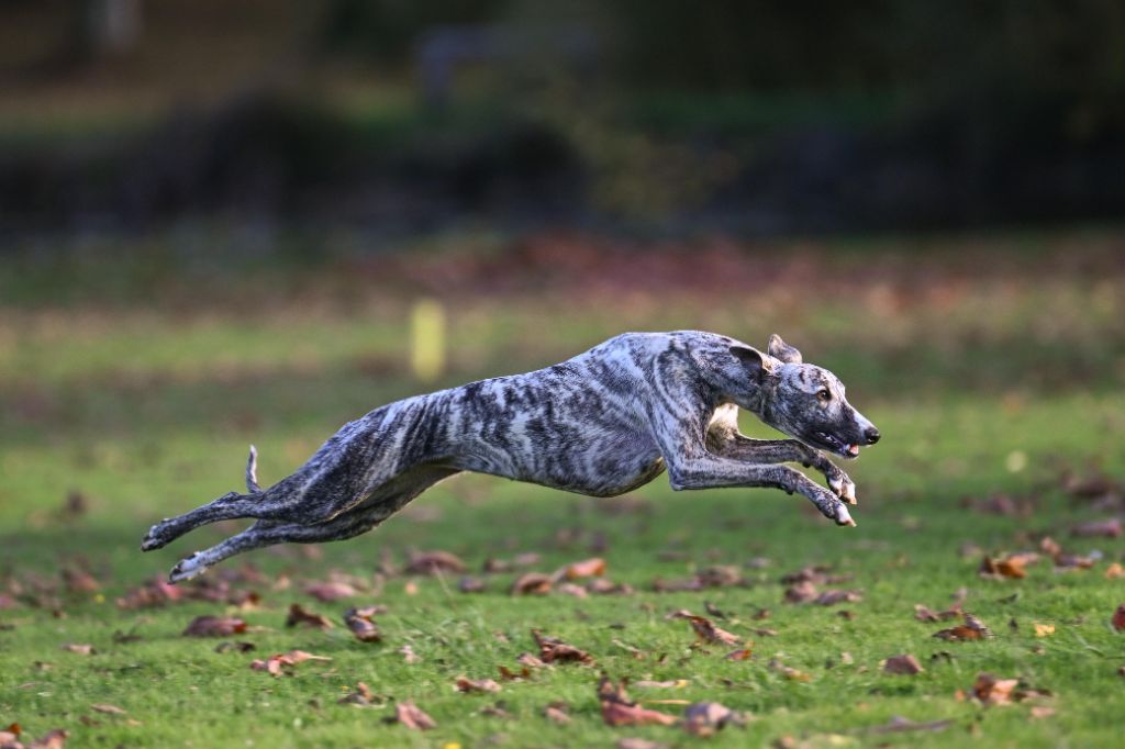 Impul's Garden Another special princess