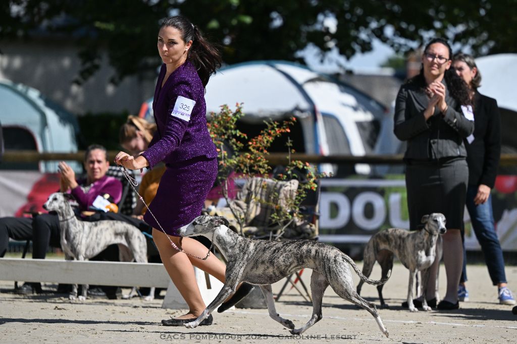 CH. Impul's Garden U can call me princess