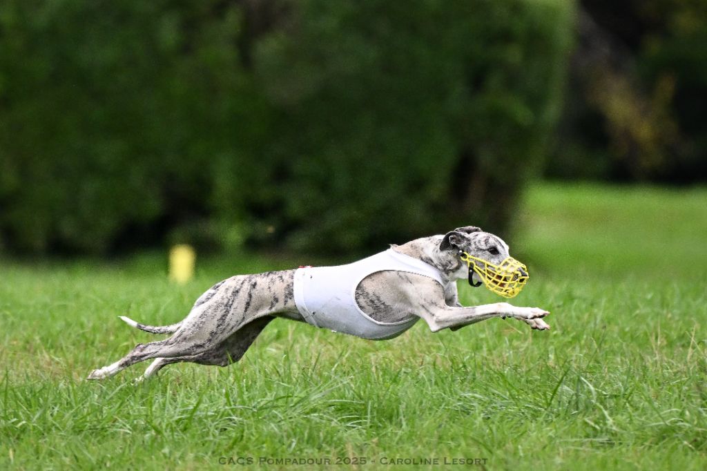 CH. Impul's Garden U can call me princess