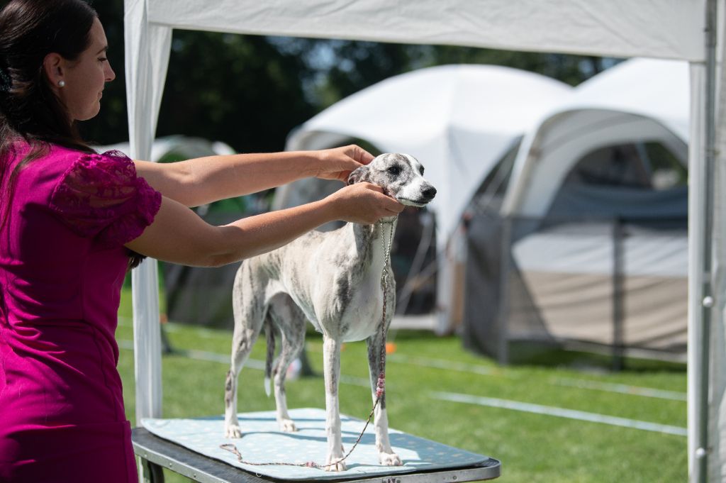 CH. Impul's Garden U can call me princess