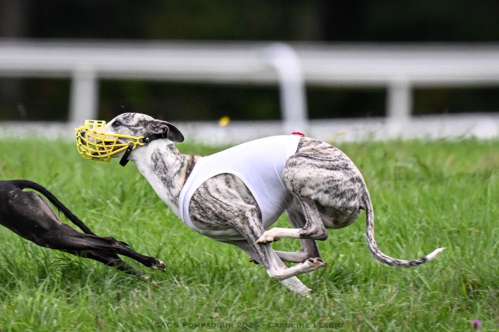 CH. Impul's Garden U can call me princess