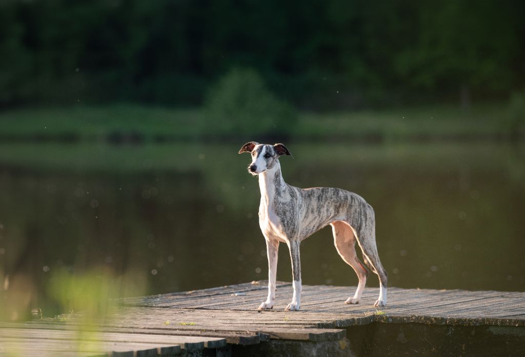 CH. Impul's Garden U can call me princess