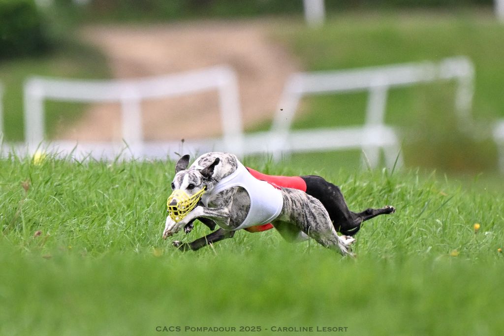 CH. Impul's Garden U can call me princess