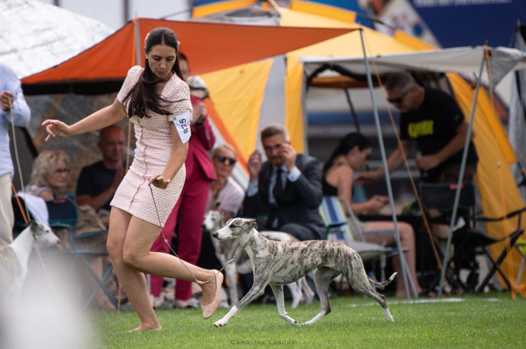 CH. Impul's Garden U can call me princess