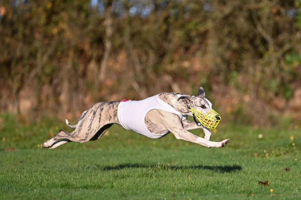 CH. Impul's Garden U can call me princess