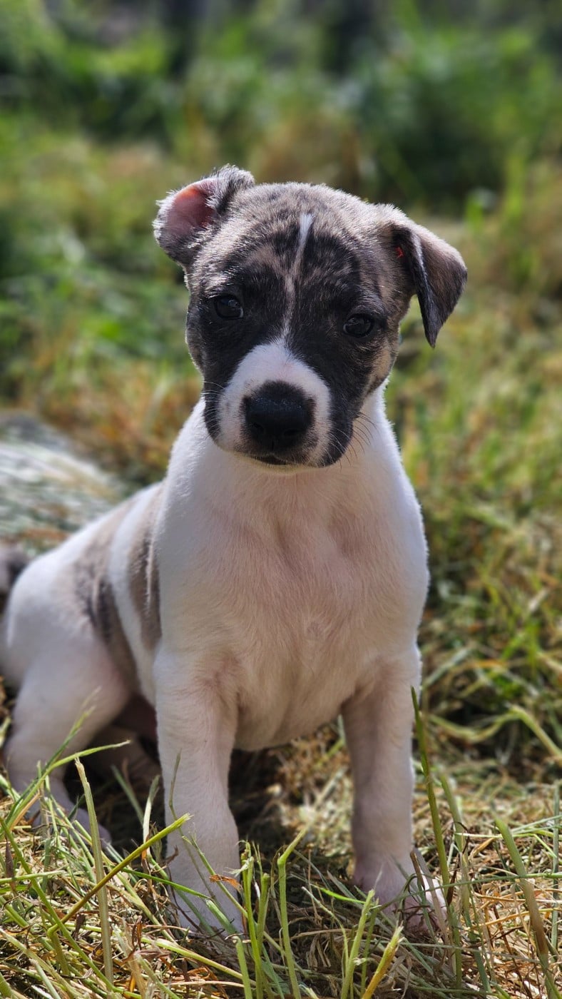 Male 4