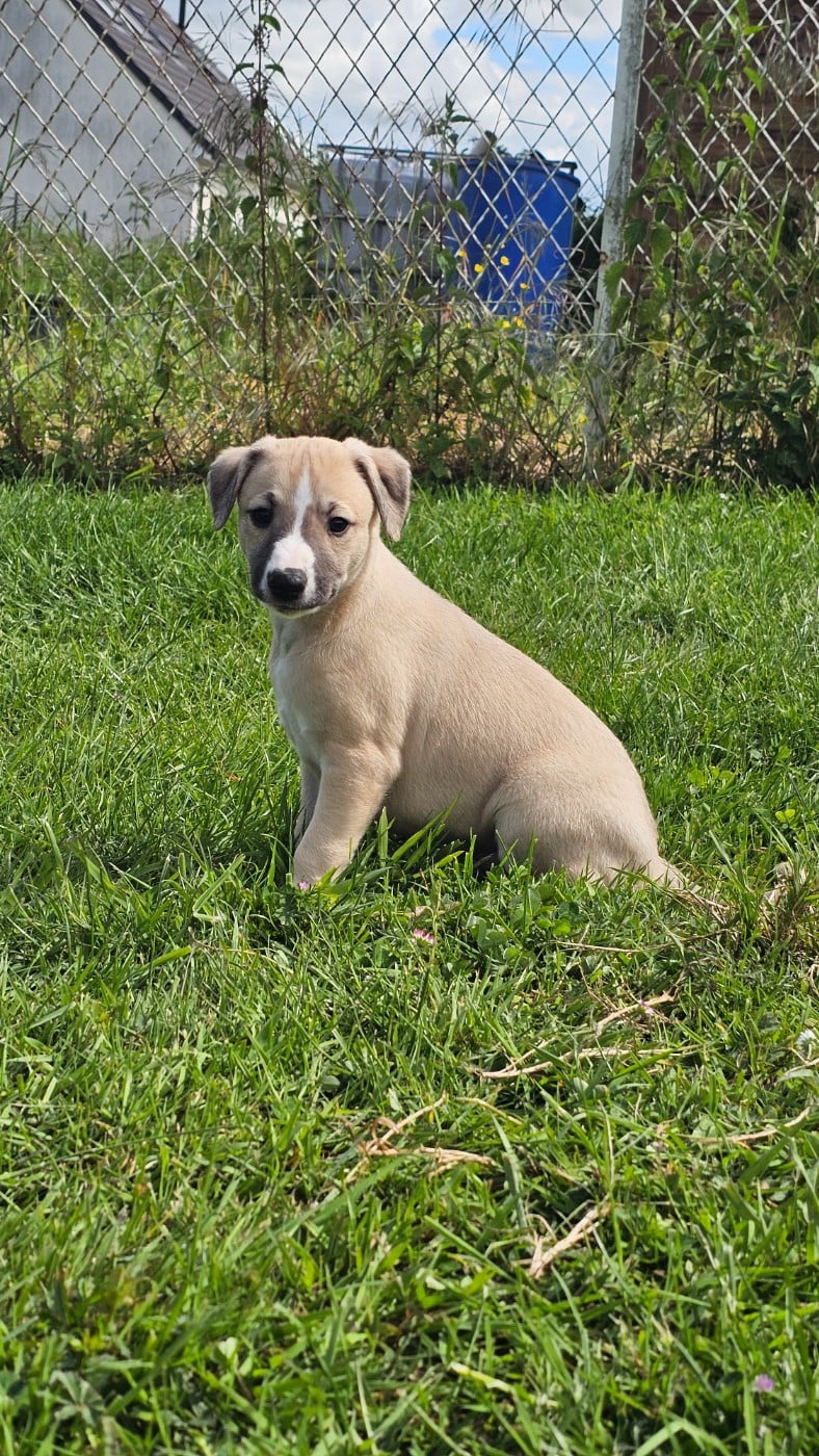 Male 2